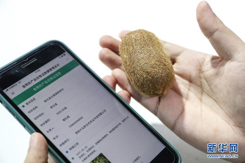 創(chuàng)新科技閃耀數(shù)博會(huì) 信息咨詢服務(wù)邁向新未來
